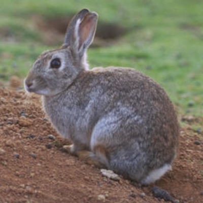 Timeline: Life of a wild rabbit