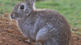 Timeline: Life of a wild rabbit