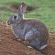 Wild rabbit