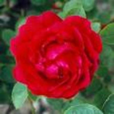 Timeline: Life cycle of a flower