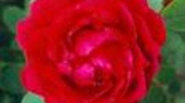 Timeline: Life cycle of a flower