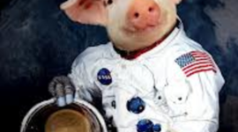 Timeline: Animals in Space