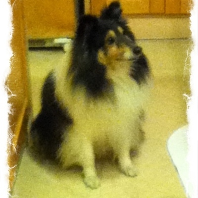 Timeline: Fred the Dog's Timeline By Grace