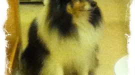 Timeline: Fred the Dog's Timeline By Grace