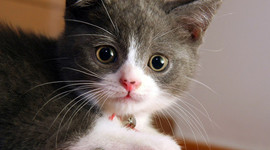 Timeline: The history of CATS