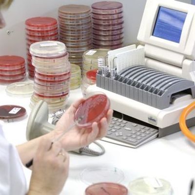 Timeline: bacteriologia