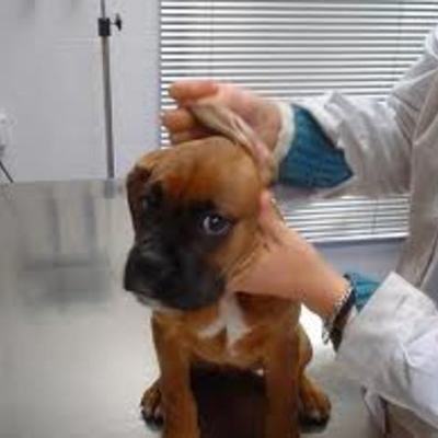 Timeline: Historia de la Medicina Veterinaria