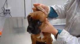 Timeline: Historia de la Medicina Veterinaria