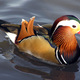 Mandarin.duck.arp