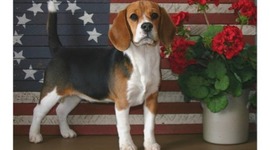 Timeline: Really Cool Timeline 1