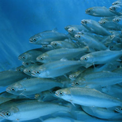 Timeline: Aquaculture