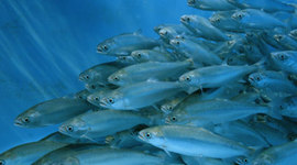 Timeline: Aquaculture