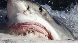 Timeline: The History of Shark attacks