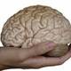 Brain and hand