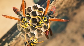 Timeline: PUAD625 (Tyler Rines)