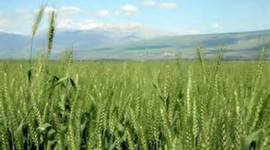 Timeline: Agricultural Inventors