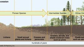 Timeline: Primary Succession of a Rainforest