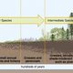 Primarysuccession
