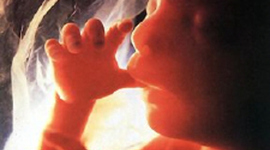 Timeline: Nicholle Blankenship's Prenatal Development Timeline