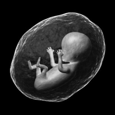 Timeline: Madison Wheeler's Prenatal Development Timeline