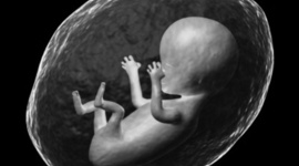 Timeline: Madison Wheeler's Prenatal Development Timeline