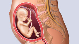 Timeline: Dakota seabolt Prenatal Development Timeline