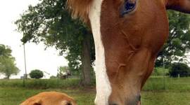 Timeline: Heavan Lehman's Prenatal Development Timeline