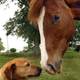 Horse gallery with dog 1040x9401
