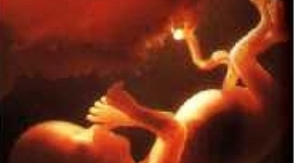 Timeline: Riley Lees Parental Development Timeline