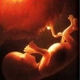 Fetus