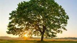 Timeline: Enviromental Acts and People to Know