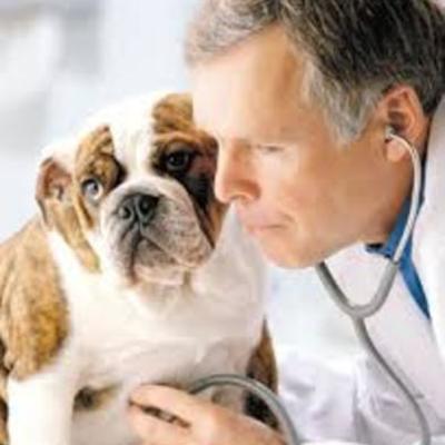 Timeline: la medicina veterianria en el s. xx