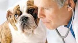 Timeline: la medicina veterianria en el s. xx