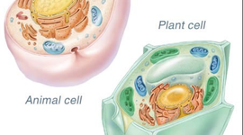 Timeline: Maria_Jennifer_CellTheoryTimeline