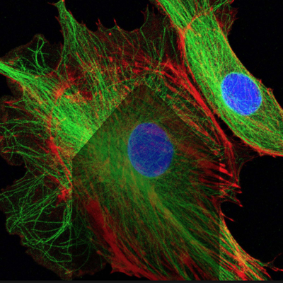 Timeline: Christine_Alice_Jennifer_celltheorytimeline
