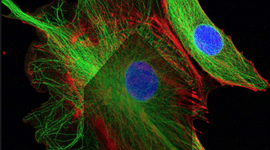 Timeline: Christine_Alice_Jennifer_celltheorytimeline