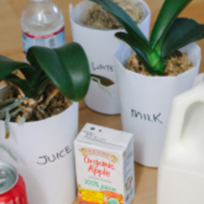 Timeline: Plant Growth