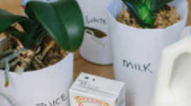 Timeline: Plant Growth