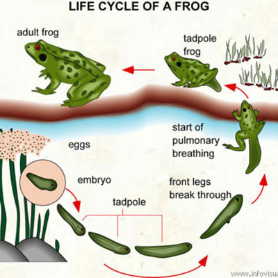 Timeline: The Life Cycle of a Frog