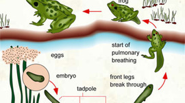 Timeline: The Life Cycle of a Frog