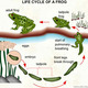 Life cycle of a frog