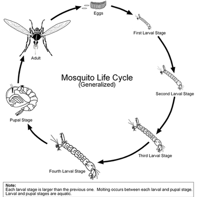 Timeline: The Life Cycle of a Mosquito