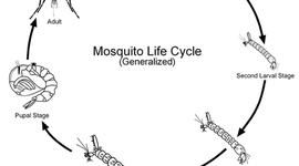 Timeline: The Life Cycle of a Mosquito