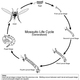 Mos lifecycle
