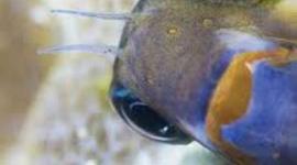 Timeline: Marine Biology