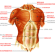 Musculosdel torax cara anterior
