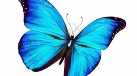 Timeline: Life Cycle Of a Butterfly