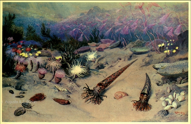 Cambrian timeline | Timetoast timelines