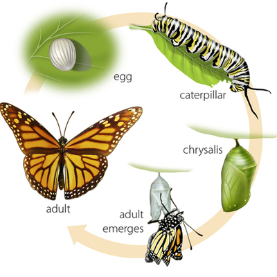 Timeline: Lifecycle of a Monarch Butterfly