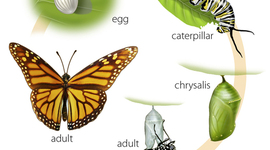 Timeline: Lifecycle of a Monarch Butterfly